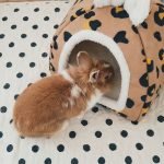 bunny house leopard print