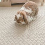 bunny playmat beige