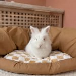 bunny tunnel bed