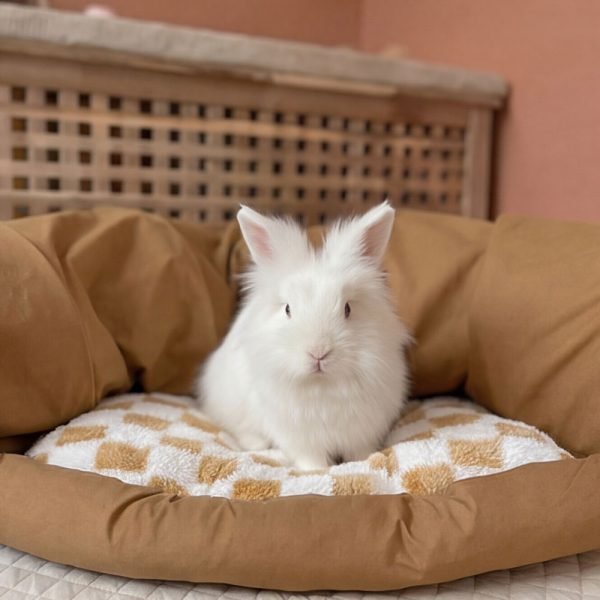 bunny tunnel bed