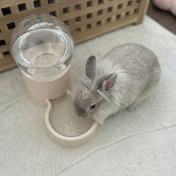 bunny water bottle