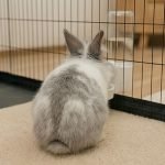 bunny water bottle