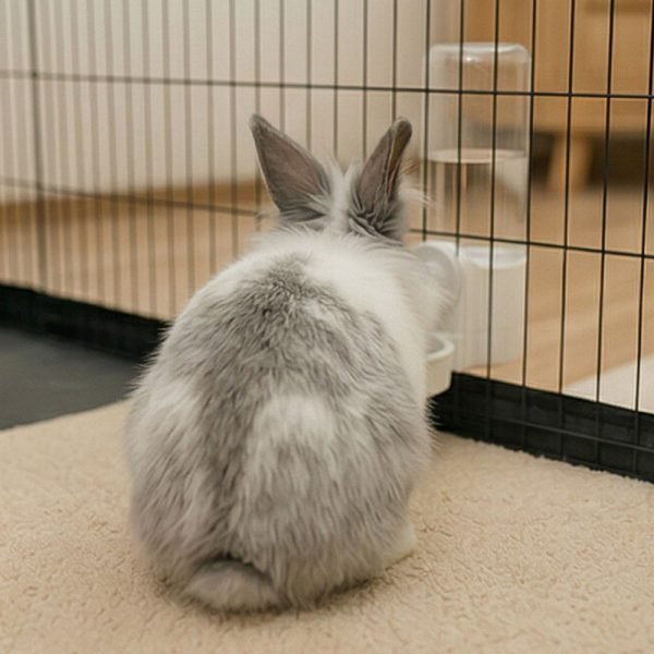 bunny water bottle