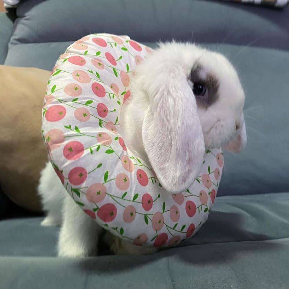 Rabbit collar
