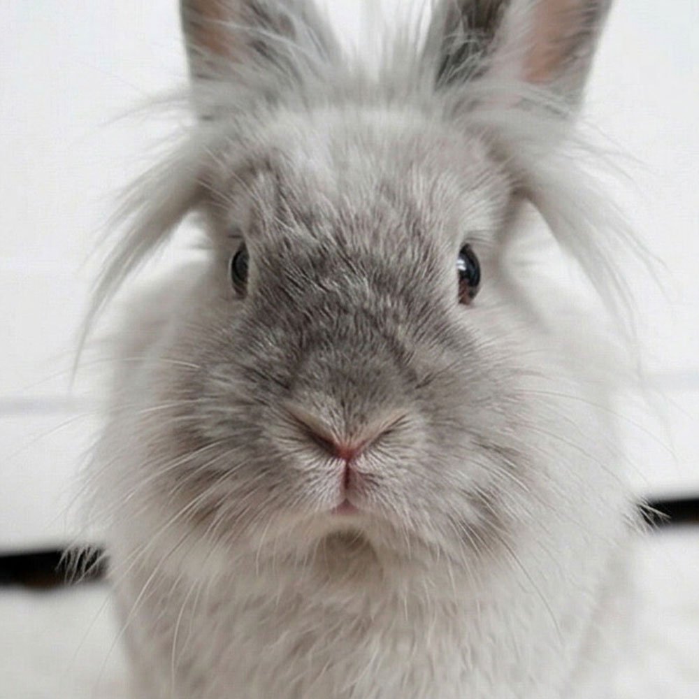 Adorable fluffy rabbit