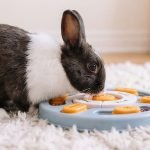 digging toy for bunny