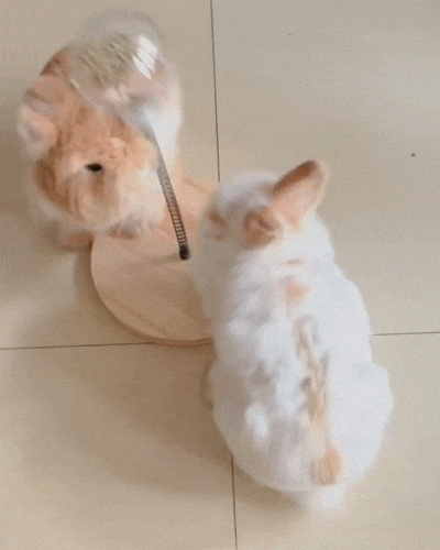funny toy for rabbits