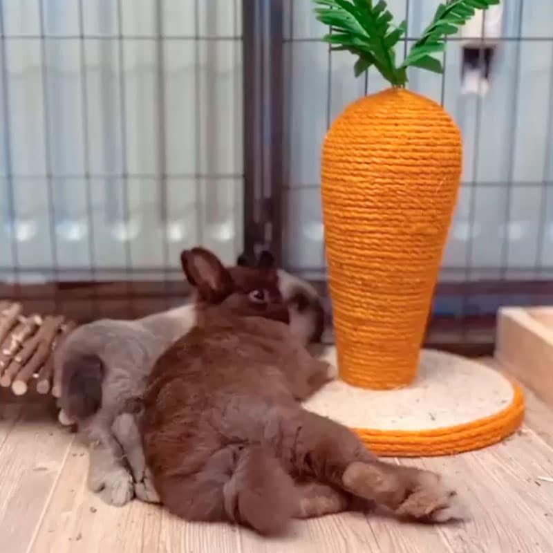 Rabbit scratching post carrot