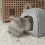 grey rabbit house