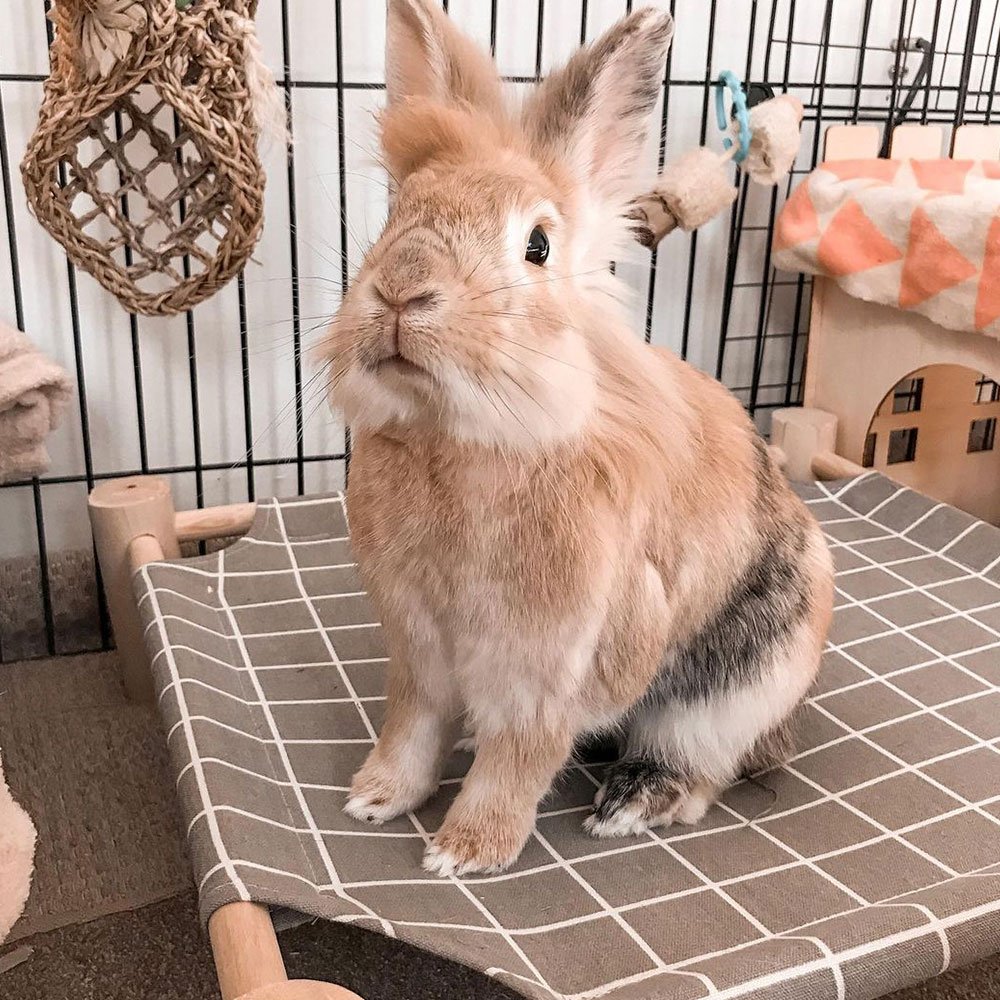 gray rabbit hammock bed