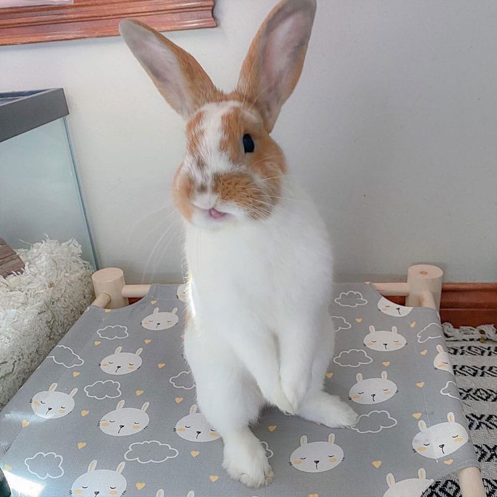 bunny bed hammock