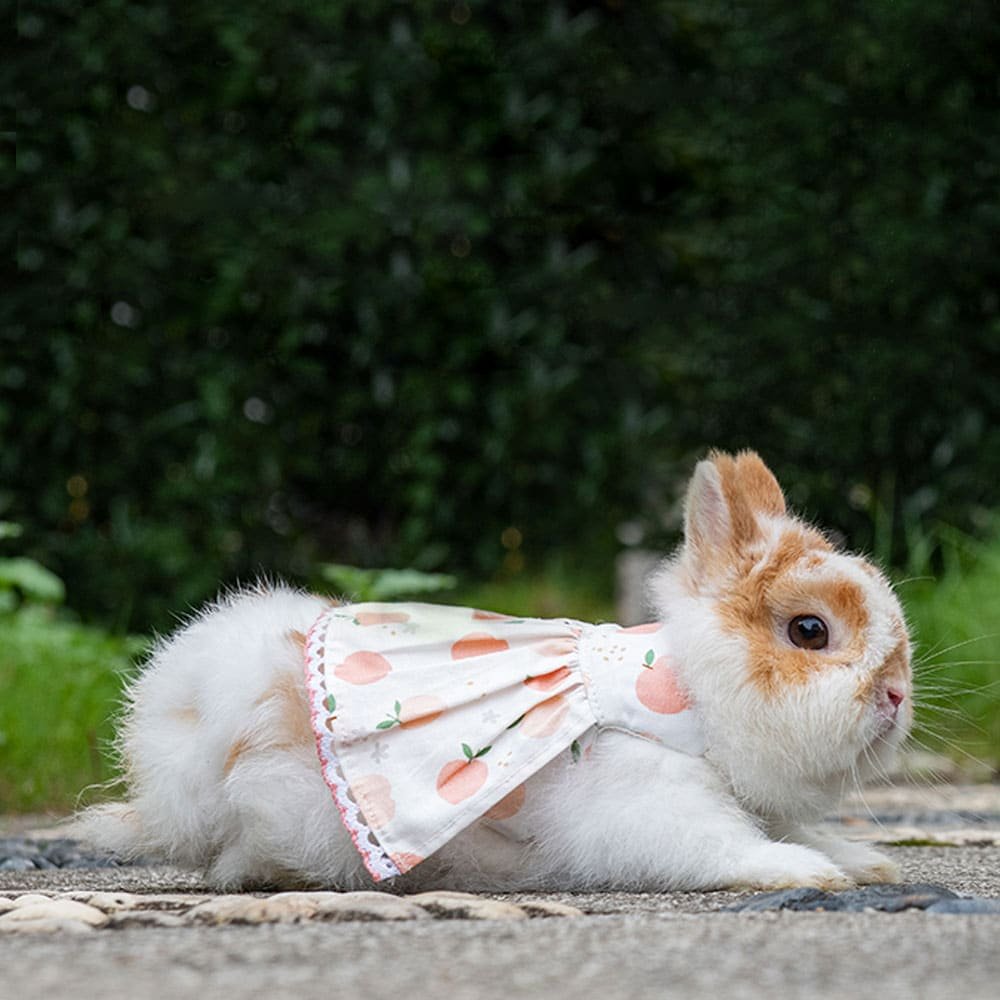 Rabbit Clothes