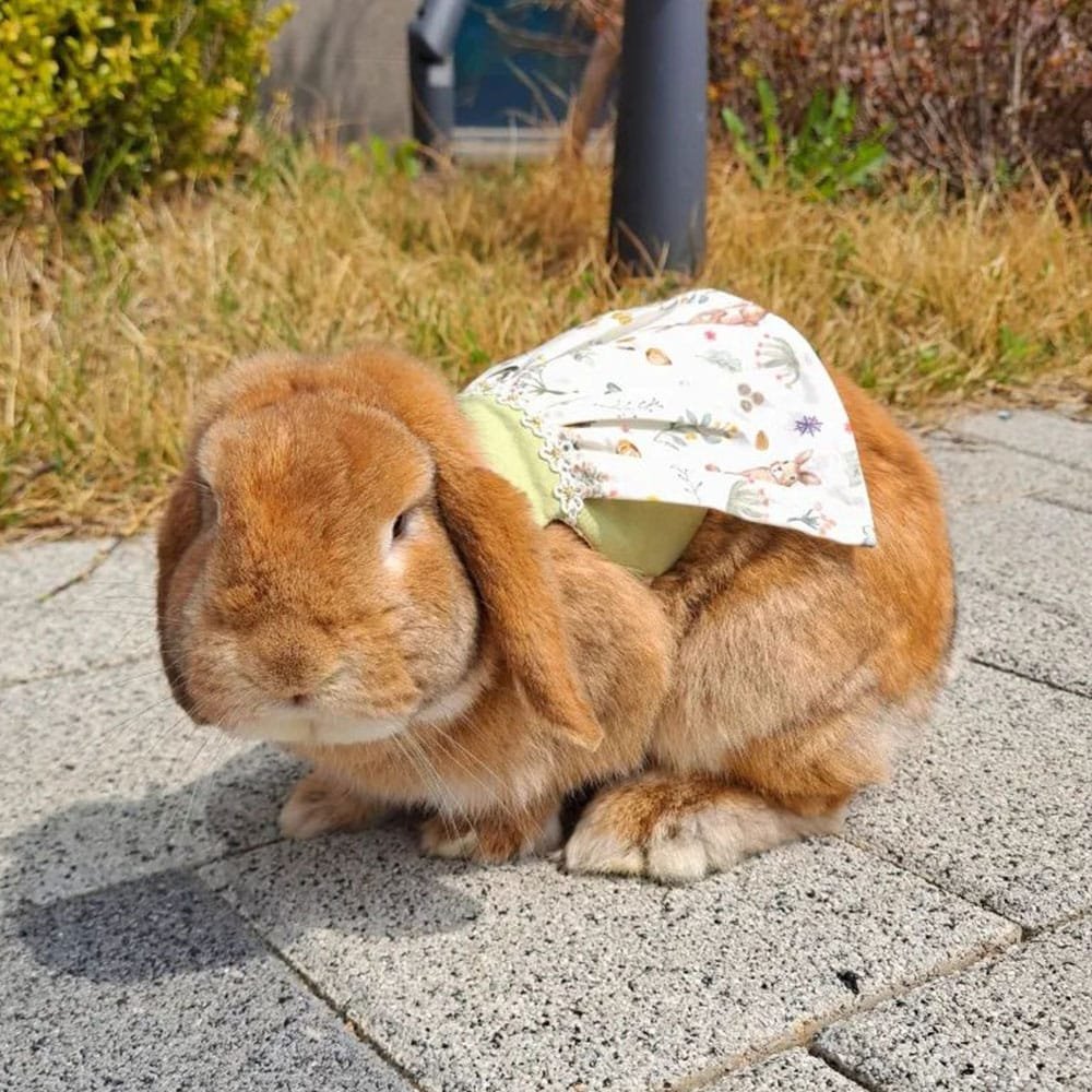 rabbit clothes