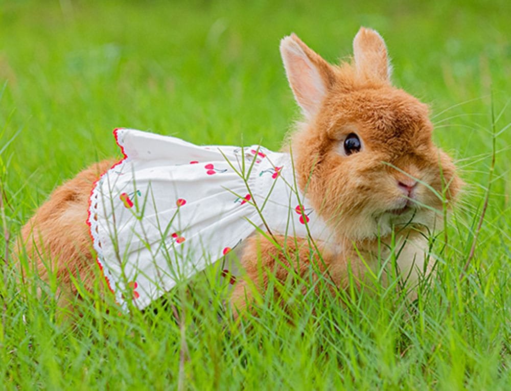 Rabbit Clothes Cherry