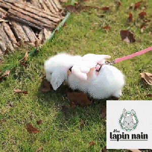 Cute rabbit harness