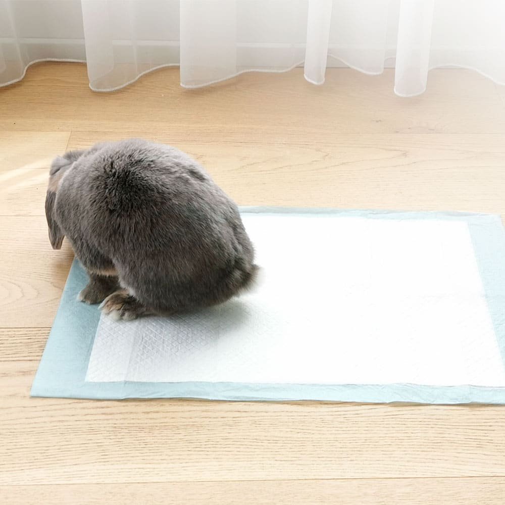 Rabbit pee pads