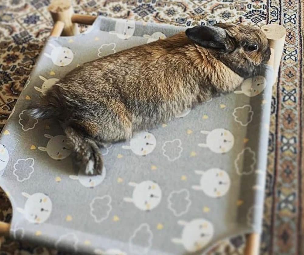 rabbit hammock