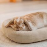 rabbit bed cosy naps