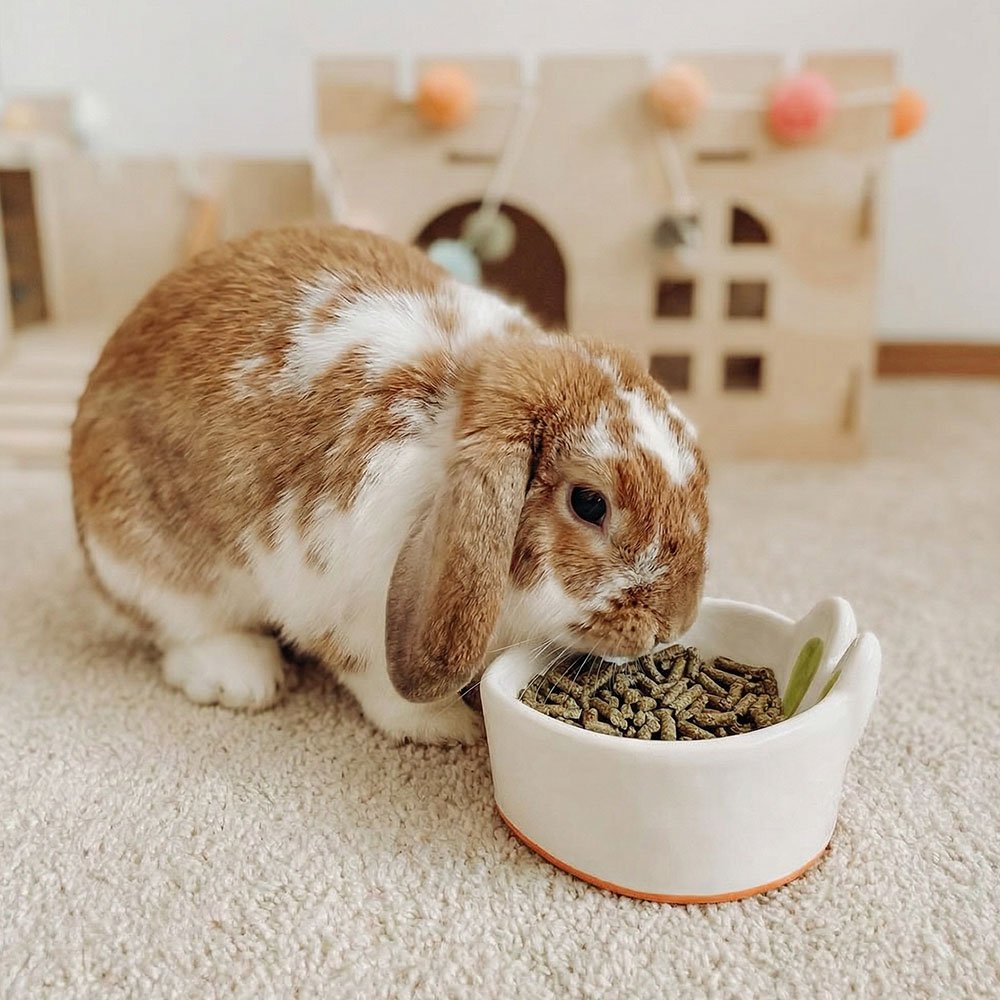 rabbit bowl for bunnies