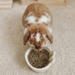 rabbit bowl heavy