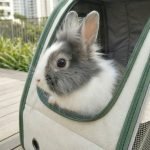 rabbit carrier bag