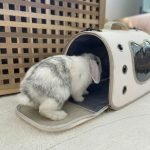 rabbit carrier beige