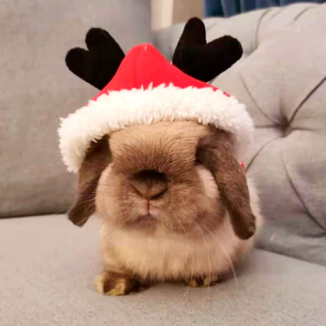 rabbit clothes for bunnyes