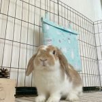 rabbit cooling bag