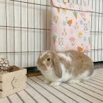 rabbit cooling bag fresh