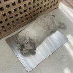rabbit cooling mat fresh
