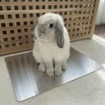 rabbit cooling pad