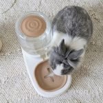 rabbit dispenser for water