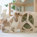 rabbit feeder