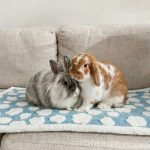 rabbit fleece mat