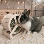 rabbit hay feeder