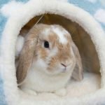 rabbit hideout blue