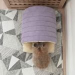 rabbit hideout purple cosy