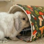 rabbit hideout tunnel