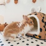 rabbit house leopard print