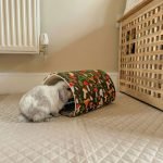 rabbit house tunnel