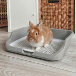 rabbit litter tray