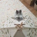 rabbit tent bunny house