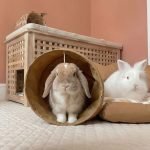 rabbit toys tunnel