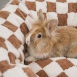 rabbit tunnel bed