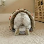 rabbit tunnel house