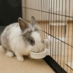 rabbit water bottle