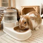 rabbit water bottle dispenser