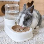 rabbit water bottle dispenser fresh
