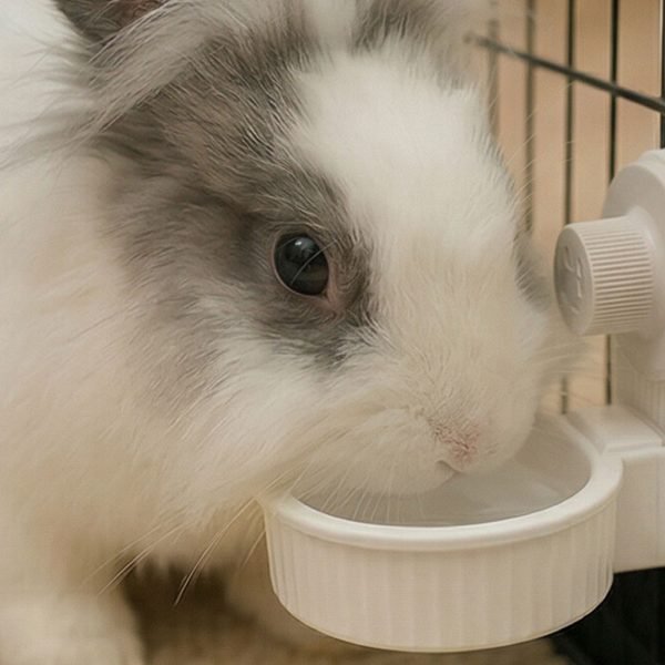 rabbit water bowl
