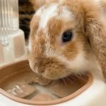 rabbit water dispenser